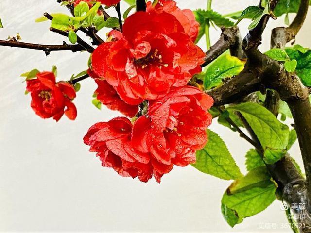 只恐夜深花睡去,故烧高烛照红妆!我与一盆海棠花的故事