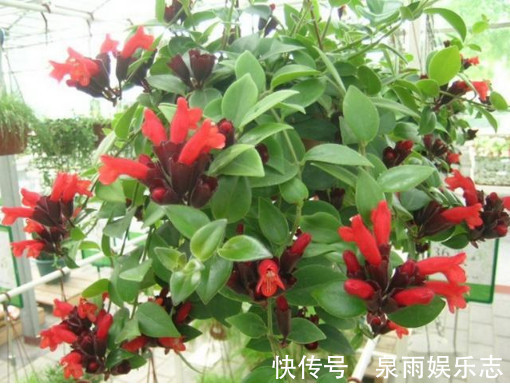 ''大蒜''养花有奇效盆里放一点，不再烂根、生虫，叶子油绿花朵艳