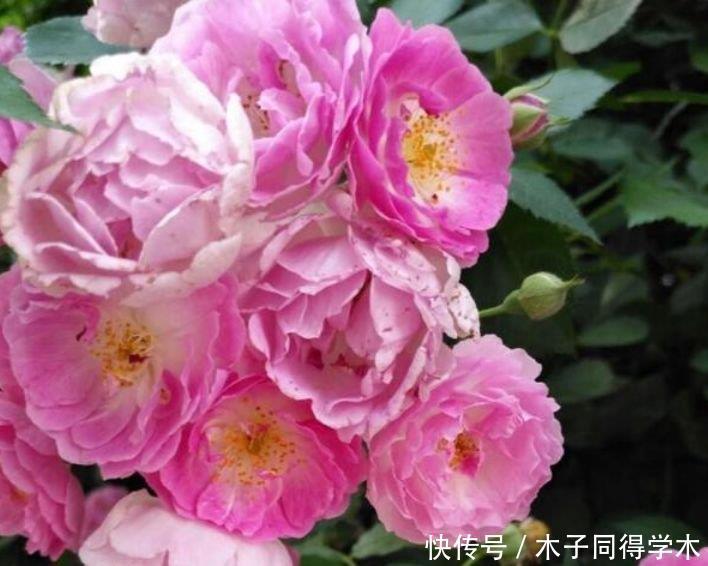 如此漂亮的几种花,花形别致,不用费心,就能长的特别好