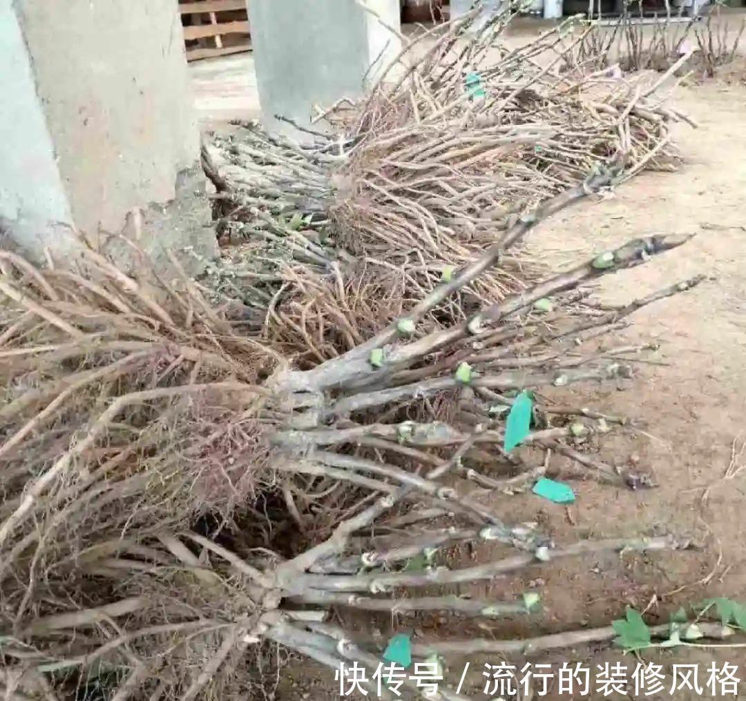 君子兰|8种花夏天不能买，买回来就死，白浪费钱