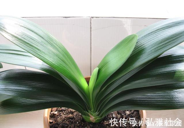 冬至后养花，记住4个口诀，花卉不黄叶、不烂根，新叶蹭蹭长