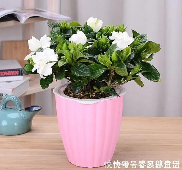 碰碰香|不管有钱没钱，家里养这十种植物，招财镇宅又养人