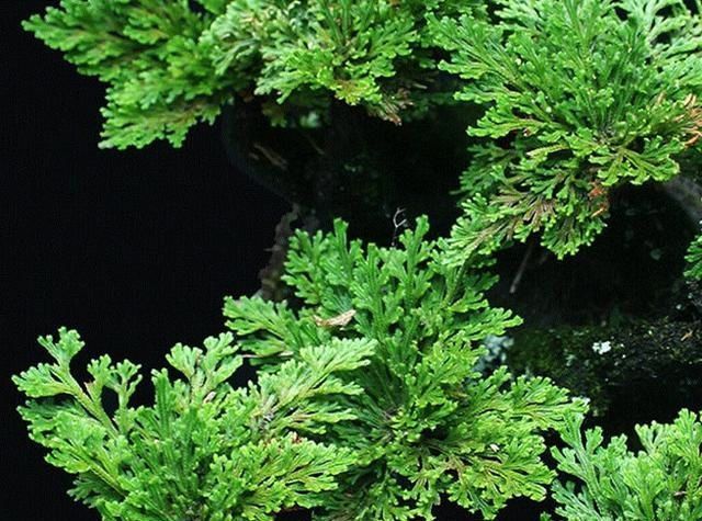 1种迷你小“松柏”,一年四季绿油油,比绿萝好养10倍,泡水就活