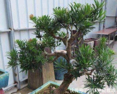 罗汉松你了解多少如何养护怎样制成美丽盆景！