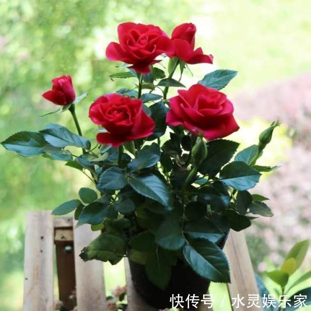 微月|“月季”不难养,记住2个养护“小要点”,盆盆都能开满枝!