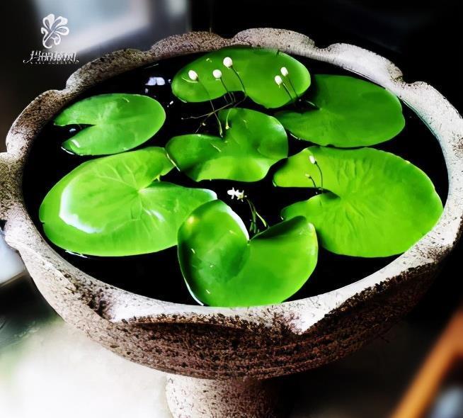 泼辣花|谁说养花难?4种“泼辣花”,扔在土里就生根,繁殖一片小崽子