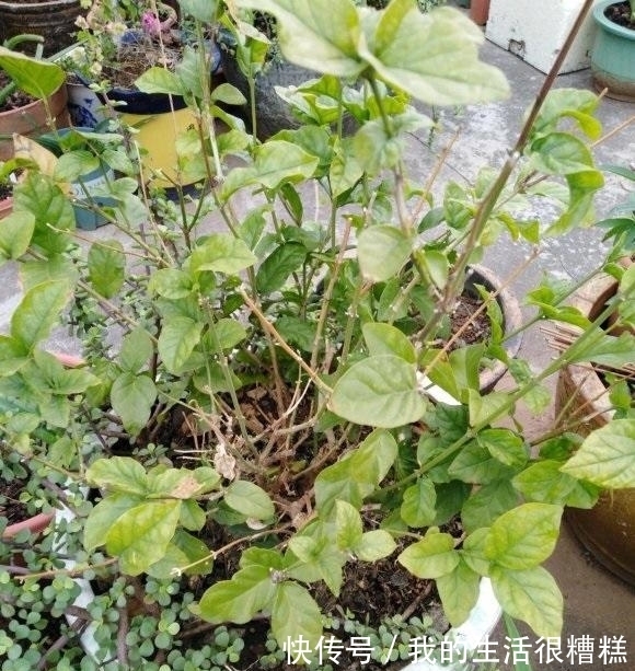 茉莉花怎么养?“清兰花,浊茉莉”,给茉莉换换土,开花更多