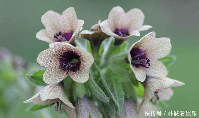 世界上最妖冶的花,外表漂亮惹人喜爱,却也是世界上最毒的花