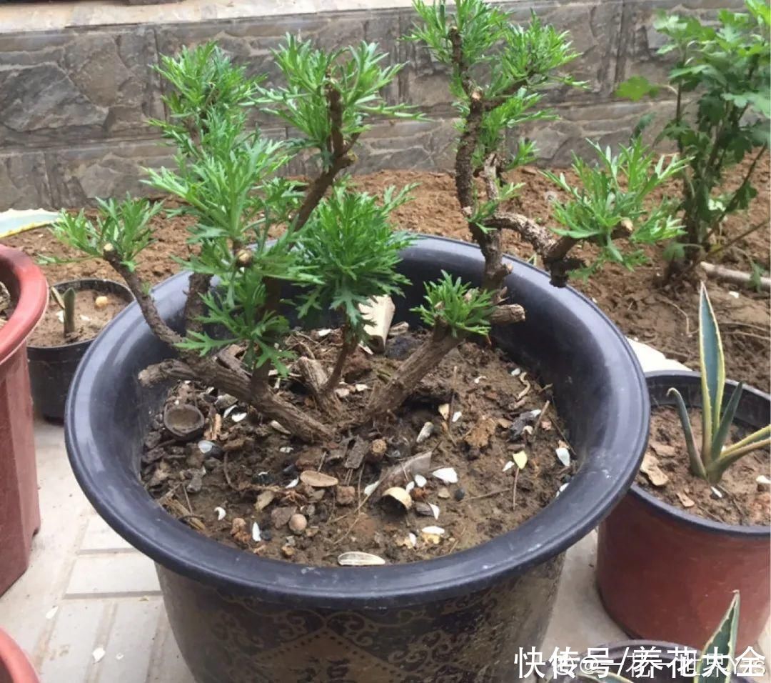 马齿苋花|山东马齿苋老桩，年年开花像小树，网友直呼：假的吧