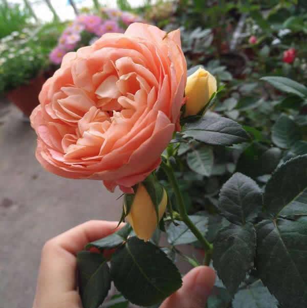 此花最适合阳台”盆栽“，只需一个小盆，开花勤快，一年开300天