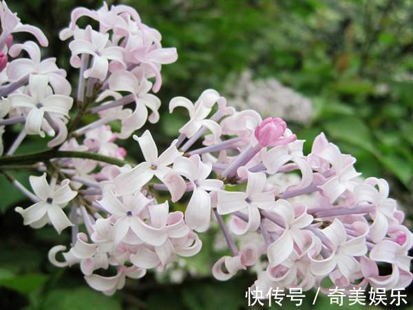 此花有着很浓郁的香气,但是却并不被人喜欢,是忧愁的花