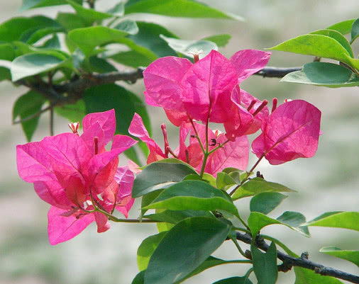 三角梅花朵稀少怎么办教你3个小妙招，养出花团锦簇的三角梅