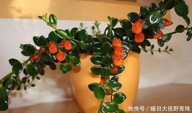 3种喜阴花,放在北阳台,少晒太阳,少管它,清清爽爽开满花