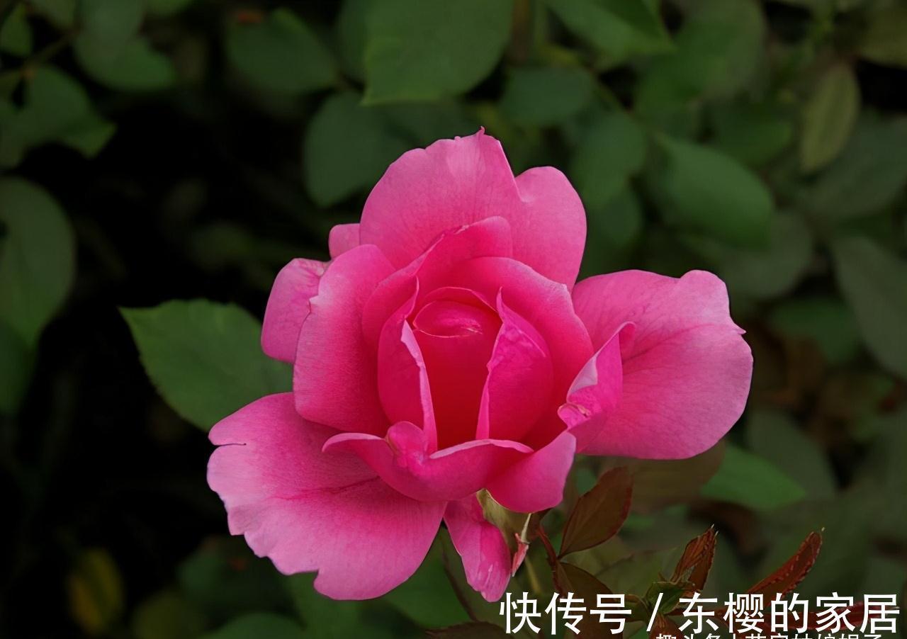 非洲堇|适合秋天养的7种花，好养易活，只要环境合适，爱开花，花期长