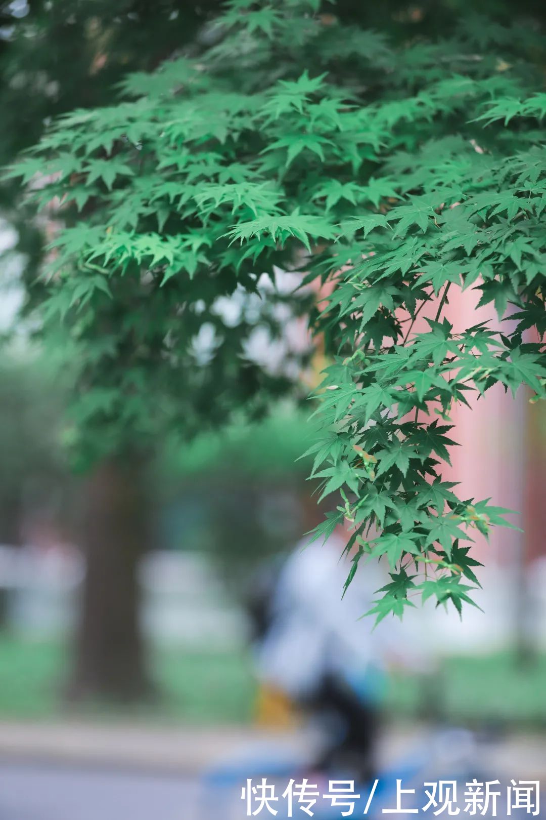 上海理工大学|这些校园里，藏着夏日最美的风景