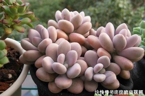 植株|多肉容易摊大饼?教你几个小技巧,重新缀化,憋成群生肉墩子!
