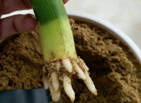 君子兰烂根,两招帮你救活,15天发根生机勃勃