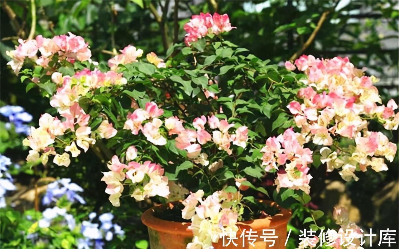 株型|进入9月份，养这2种花，要舍得“剪”，越剪越爱“开花”