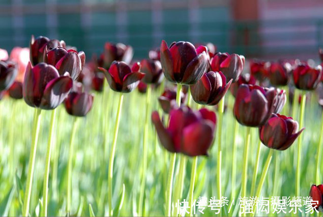 “会发光”的花朵，优雅而艳丽花语十分浪漫！具有“特殊能力”