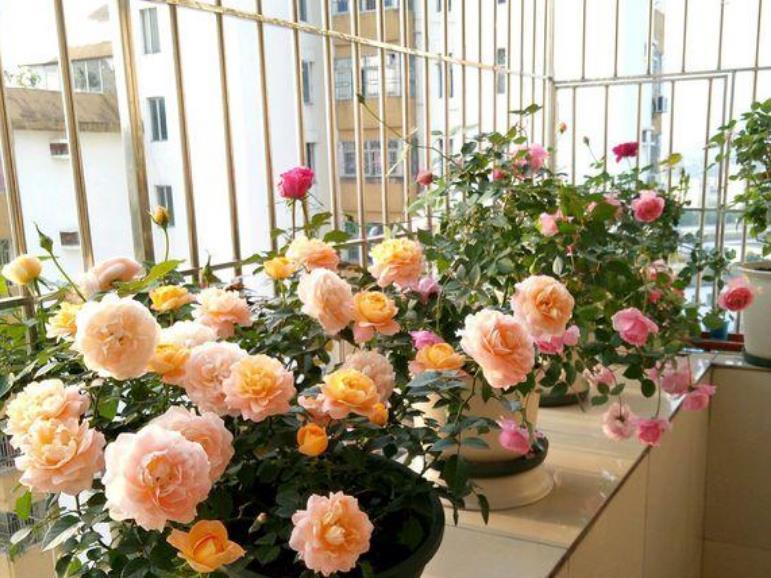 此款花卉便宜又好养,丢到阳台,花型圆滚惹人爱,值得拥有