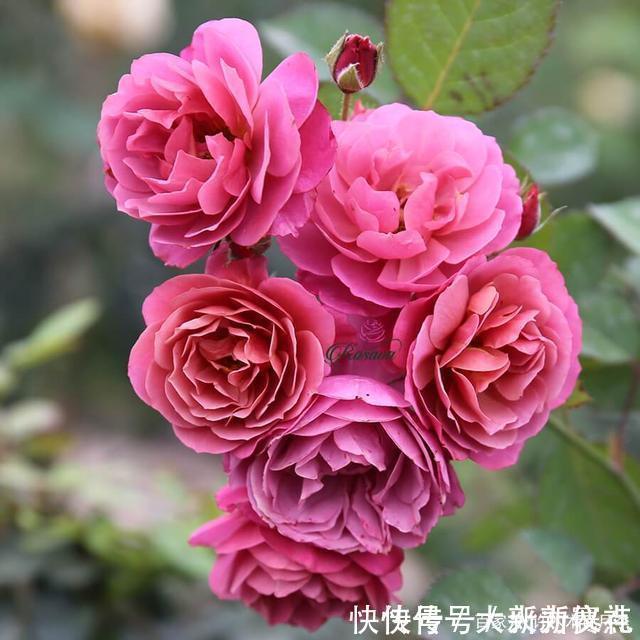花型|25款勤花又好养的月季品种推荐。新手一定要来一颗，盆栽地栽都行