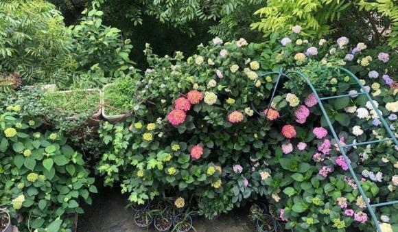 露台养几盆绣球花,群开的样子很美,这样的花园,谁见谁喜欢