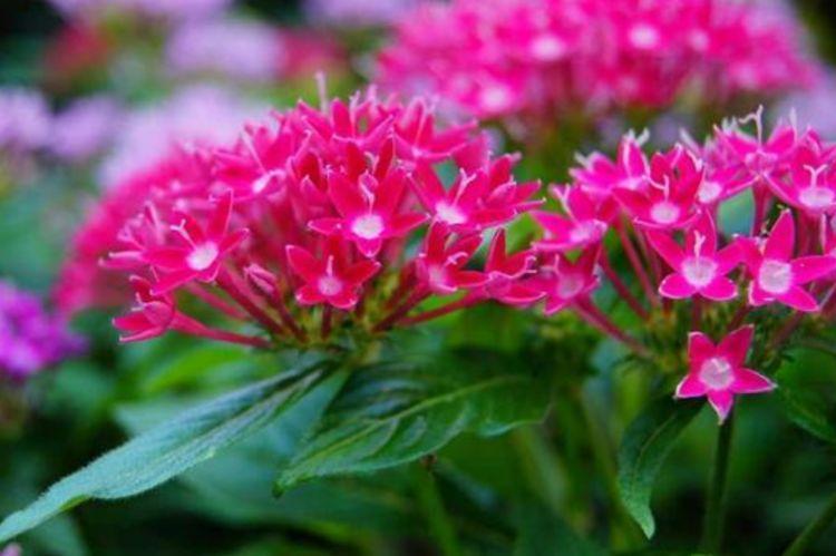 4种花被称为“大美女”,绚丽多彩,比牡丹好看,年年开花不断