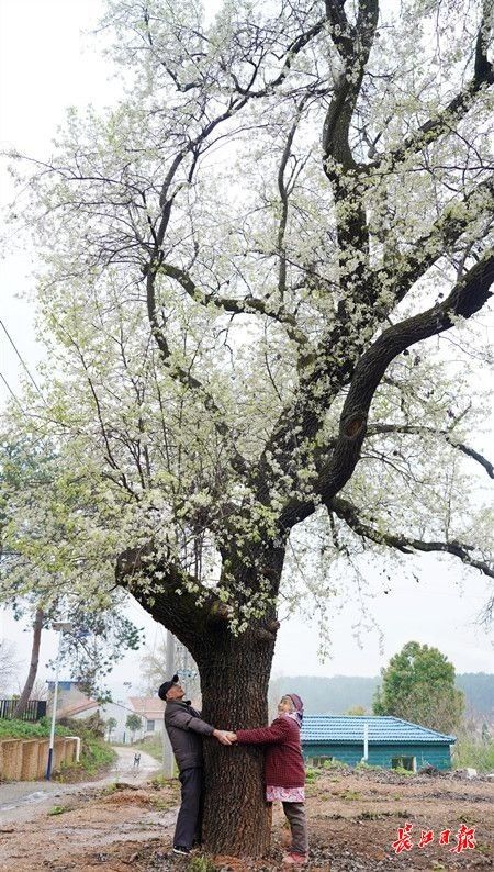 300岁梨树开出繁花，相伴60载老夫妻头一次“抱它”