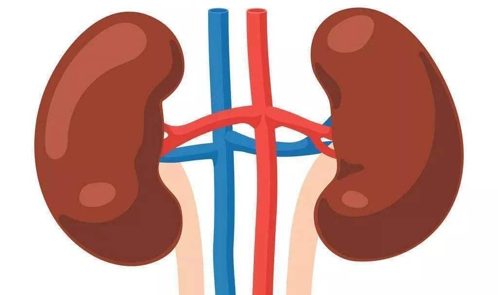 前列腺|此物是男性的助力器,男人若常吃,肾虚可能悄悄和你说“拜拜”