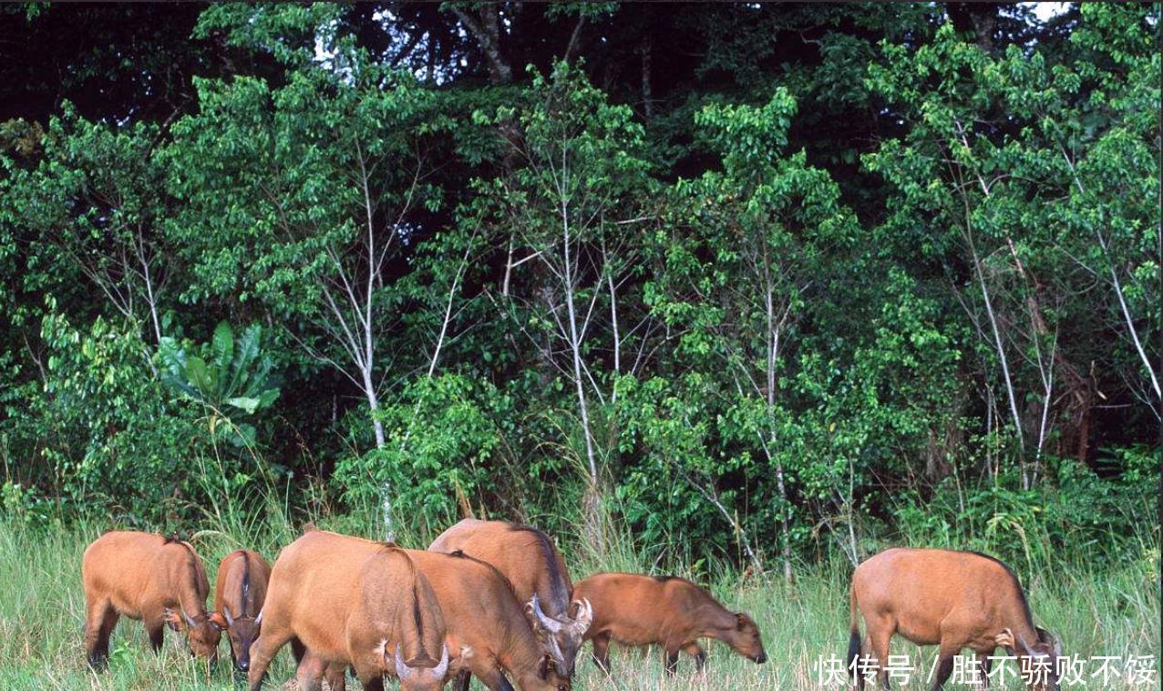 非洲人连温饱都做不到,为啥还偷懒不种地?专家:你去也是一样的