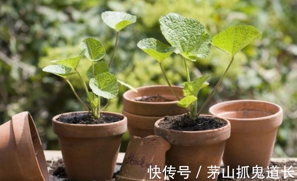 花友|花卉换盆，让很多人忽视的“3个小细节”，处理不好，后期出问题