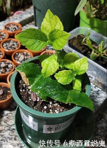 长寿花|扦插最佳时期到了,有这花赶紧插,沾土就能活!