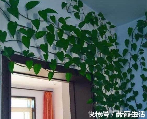 技巧|绿萝到底怎么浇水2个浇水技巧,学会浇水就能把绿萝养爆盆!