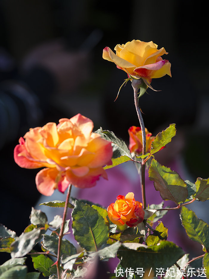 养花|奶奶对我说卧室别养5类花,仔细想想,不是迷信,而是真的有道理