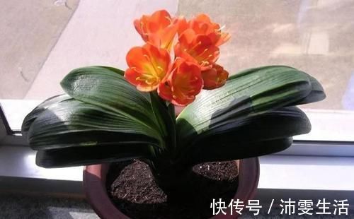 杜鹃|花盆太深真要命，长寿君子兰养1盆死1盆，赶紧换！