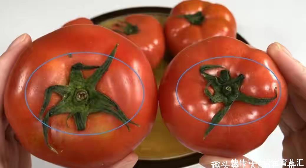 催熟|西红柿有没有打激素?看一眼这里就知道,老果农的方法太管用了