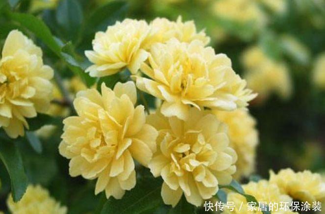 光照|4种花是花中劳模,一年四季开花不断,满屋飘香,香水钱都省了