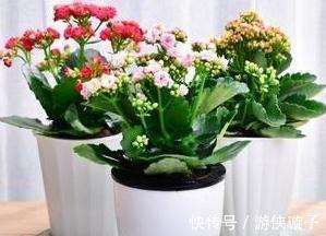 长寿花叶片发软,发蔫学会这6招,叶片硬开花一茬接一茬