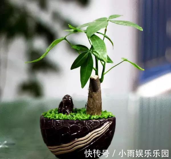 冬季养花大全,家里有这21种花的看过来