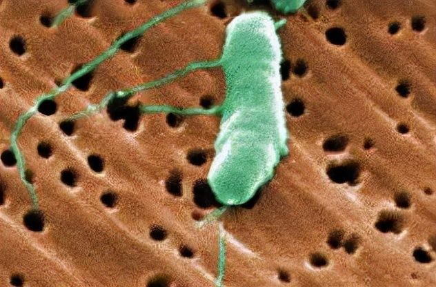 细菌|一只梭子蟹，宁波大叔差点截肢丧命！这种“吃进去”的细菌太可怕