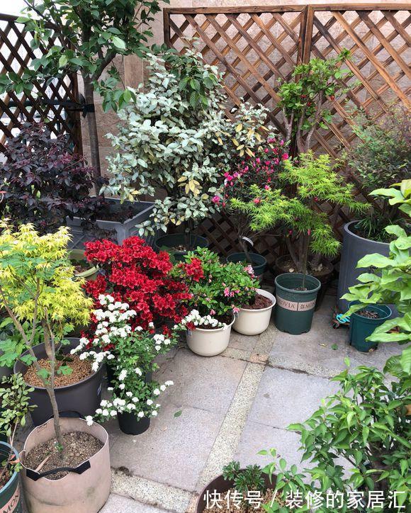 5种“漂亮花”，别随便晒太阳，晒得越多，开花越少，别弄反了