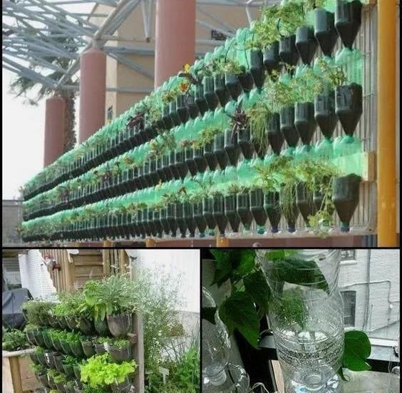 植物|没地种花种菜,没时间浇水几个塑料瓶就能解决,DIY变废为宝