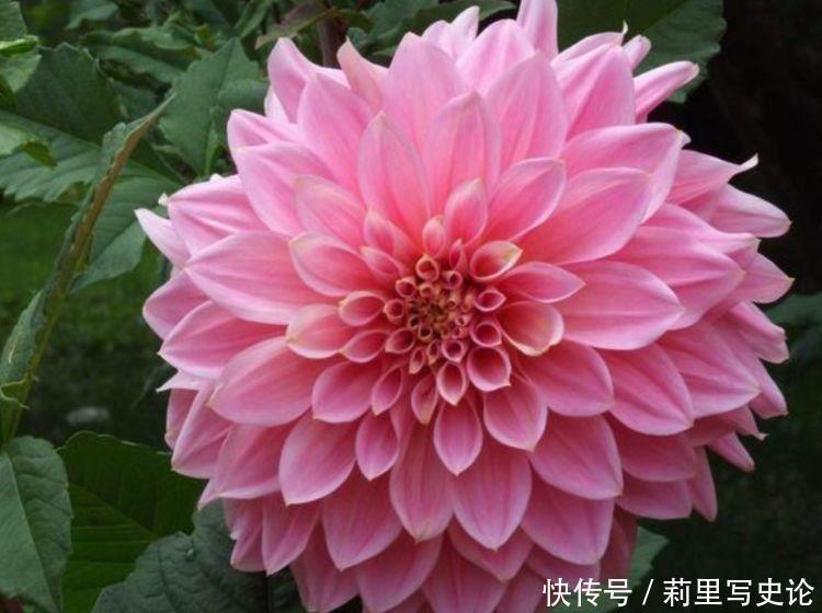  养爆|养花就选4种花，不怕热、不怕冷，开花漂亮花期长，轻松养爆盆！