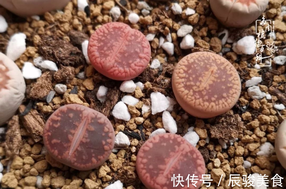 蓝苹果|经历一个夏天的摧残,方知皮实好养的多肉才是真爱!