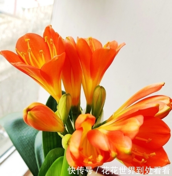 冬天养这5种花，浇水容易死，“管住手”才能多开花