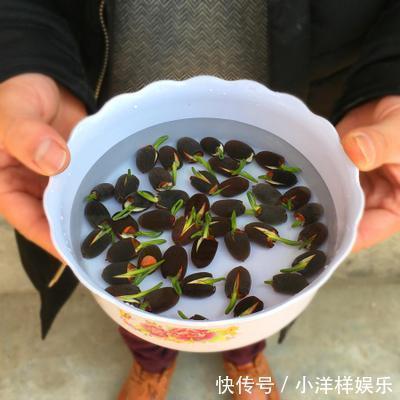 树苗|老大爷偷偷告诉出门见到此树苗,赶紧悄悄带回家,来年大丰收