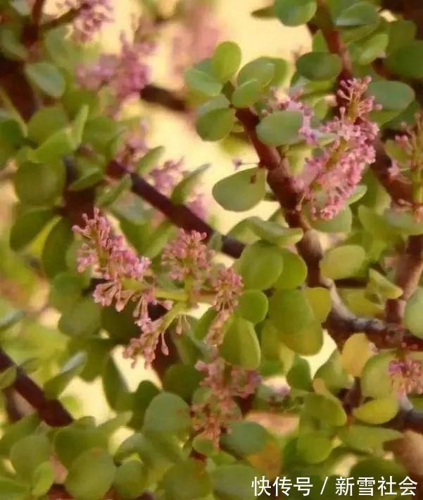 氮钾|金枝玉叶开花了，真花长这样，很多人没见过