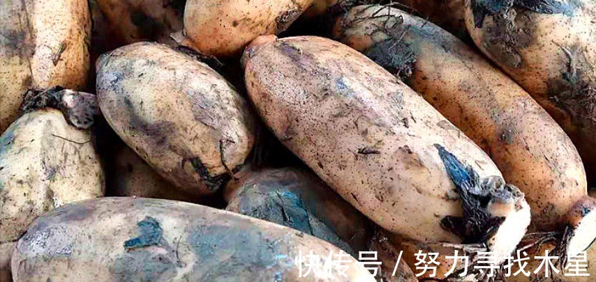 贴秋膘|买莲藕,怎样区分“脆”和“粉”藕农教你2个技巧,保准错不了!