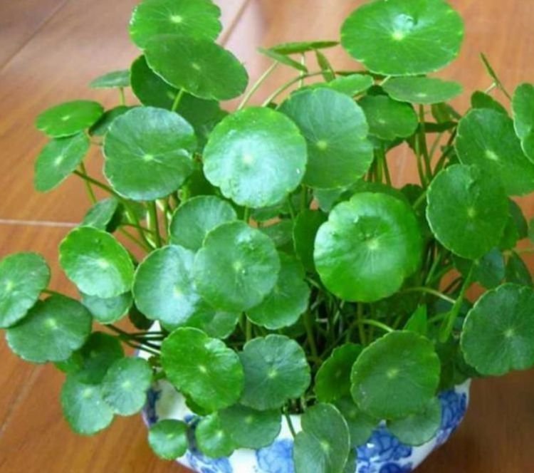 4种花养家里,福旺运旺财更旺,招财又纳福,谁养谁喜欢