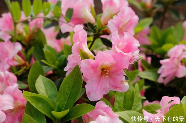 3种“开花王”，一开就是300多天，花团锦簇，人见人爱！